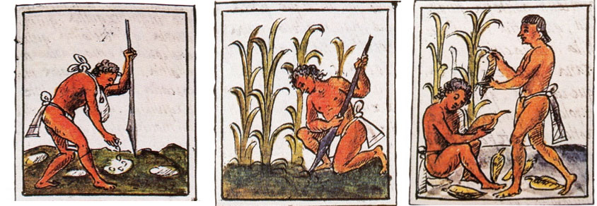 Trabajo agrícola (Códice Florentino. Fragmento)